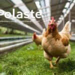 pollaste'